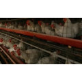 Factory Price Professional automatic chicken Broiler battery cage system for sale